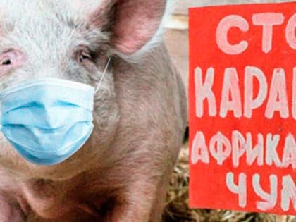 Внимание! Африканская чума свиней