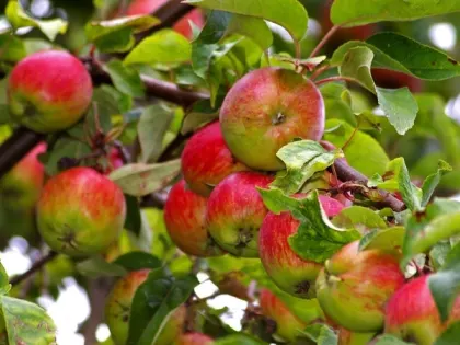 Закопайте под яблоню это – урожай будете собирать мешками: плодоносить начнет даже старое дерево