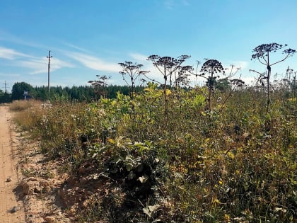 Итоги сезона борьбы с борщевиком Сосновского