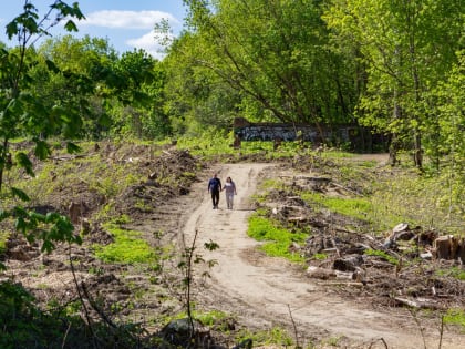 Срубить нельзя помиловать: что произошло с деревьями во Владимире?