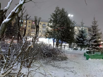 Зачем Владимиру масштабная опиловка деревьев и почему она стартовала только сейчас?