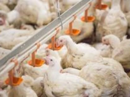 В Костромской области крупной птицефабрике объяснили требования по закупке и хранению зерна