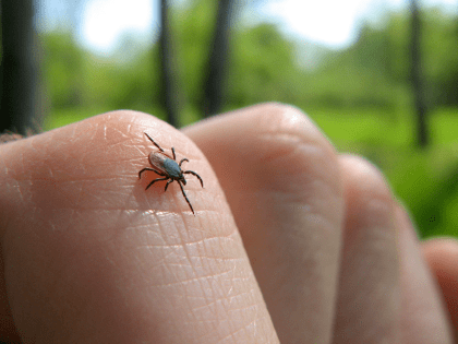 Клещи проснулись — будьте внимательны!