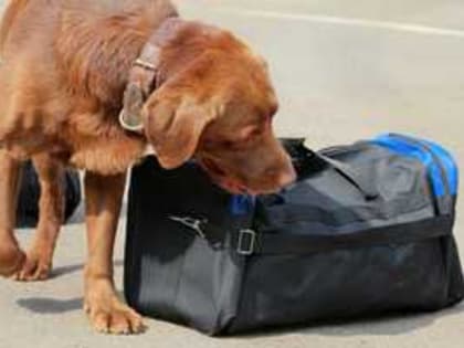 Будьте бдительны в новогодние каникулы