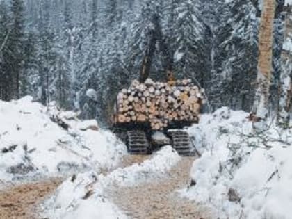 Выявлен факт вывоза 76 куб. м. древесины хвойных пород без карантинного сертификата из Ивановской области