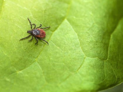 Во Владимирской области обнаружили зараженных клещей