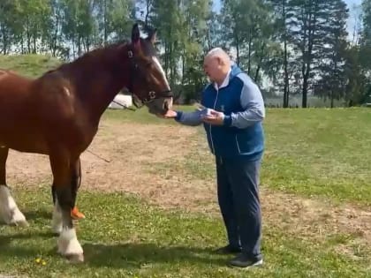 Владимирский губернатор Авдеев подарил белорусскому президенту Лукашенко племенного жеребца по имени Гамбург