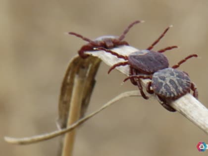 Клещи не боятся холодов