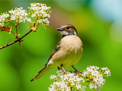 Дожди ненадолго покинут Владимирскую область, а температура воздуха начнет повышаться
