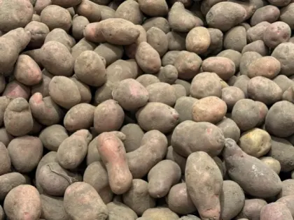 Урожай картошки побьет рекорды: назван лучший способ проращивания — обязательно сделайте это