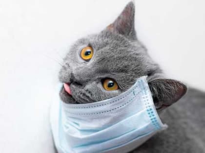 Идет пандемия кошачьего коронавируса: на Кипре погибли 300 000 кошек