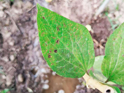 О подкормках и болезнях