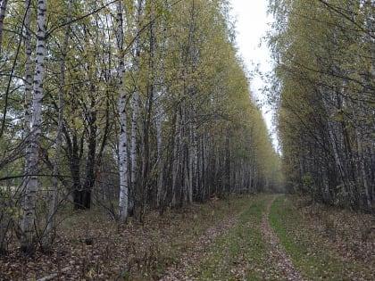 Сегодня во Владимирской области день пройдет без осадков