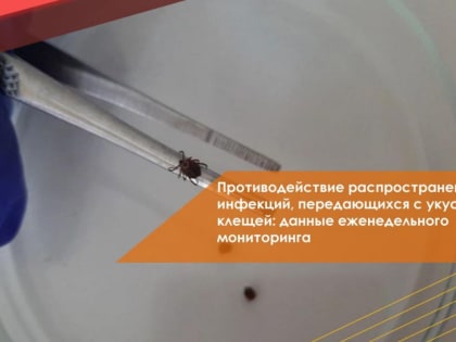 Во Владимирской области клещи укусили почти 300 человек