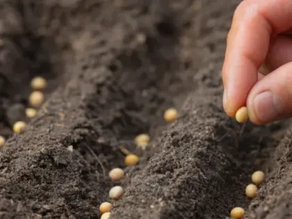 Эти семена дачники закупают пачками в феврале — к сезону в продаже не найти: храниться будут долго