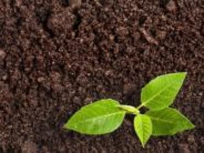 Импорт торфа во Владимирскую область увеличился на 50% по сравнению с аналогичным периодом прошлого года