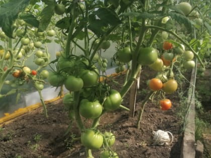 1 ложка на литр воды: опрыскайте этим все растения в саду и огороде - вредители сгинут