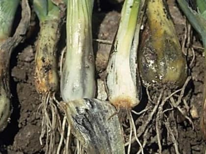 Минсельхоз прогнозирует снижен цен на лук, а владимирские дачники уверены в обратном