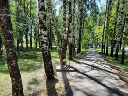 Голосуем за благоустройство: «Сквер и березовая аллея на ул. Белинского»