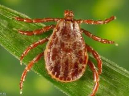 Я ползу, ползу, ползу: в Гусь-Хрустальном начинается сезонная обработка общественных территорий от клещей