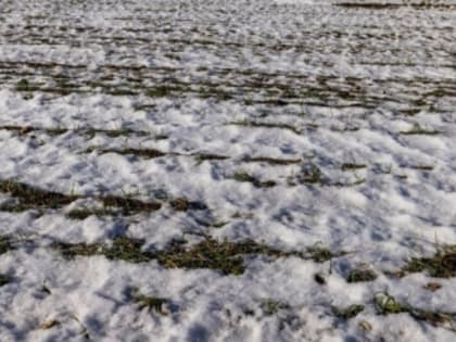 Агрономы владимирского филиала Россельхозцентра оценили состояние озимых зерновых перед зимой