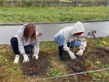 Владимирская компания разработает проект по озеленению города за 3,5 миллиона рублей