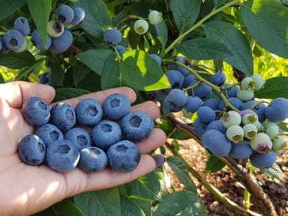 Во Владимирскую область под контролем Управления Россельхознадзора ввезено 5980 саженцев голубики из Республики Беларусь