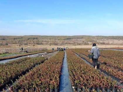 Развитие ягодных плантаций в Владимирской области