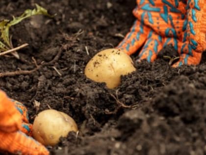 Россияне ошарашены: дачников предупредили о штрафах за картофель