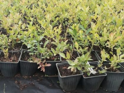 Карантинный контроль саженцев голубики и гортензии в Владимирской области