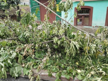 Во Владимире комиссия по по охране зелёных насаждений отклонила 5 заявок на вырубку деревьев