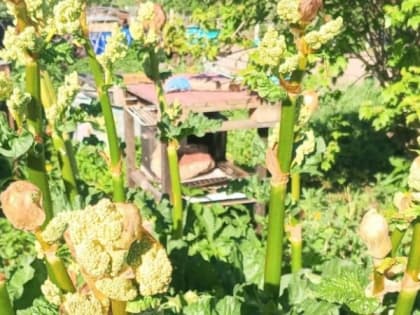 Овощ, который убивает почки: в Европе его больше не едят