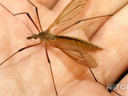 Назван нестандартный способ избежать комариных укусов: не стоит одеваться в четыре цвета
