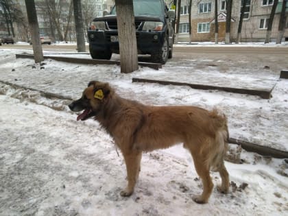 Бешенство в Пакино