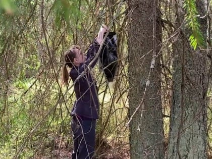 Во Владимирской области Россельхознадзор установит более трех тысяч феромонных ловушек