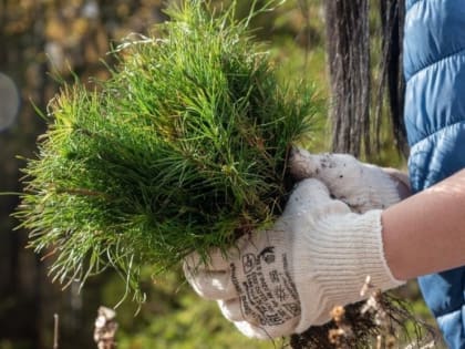Лесной план Владимирской области актуализирован