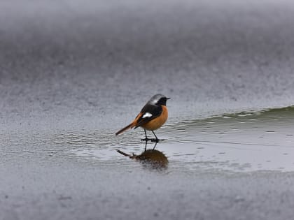 Солнце скроется: во Владимирской области ожидаются заморозки и мокрый снег