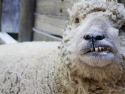 Во Владимирской области будут вакцинировать от бешенства сельскохозяйственных животных