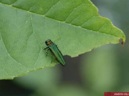 Во Владимире устанавливается карантинная фитосанитарная зона по ясеневой изумрудной златке