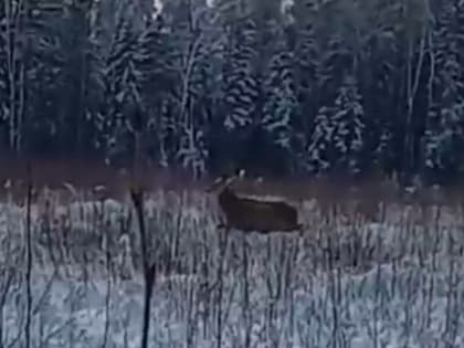 В Киржачском районе на камеру попал благородный олень