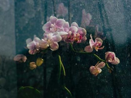 Названы комнатные растения, которые привлекают тараканов