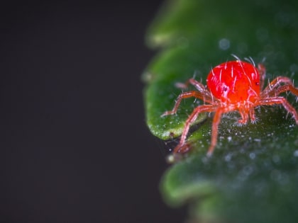 Во Владимирской области за неделю 28 человек пострадали от клещей