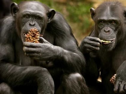 Антрополог Сэнде: романтическая любовь могла появиться из однополой дружбы наших предков