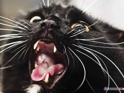 В Вязниковском районе зафиксирован очаг бешенства