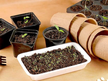 Огородники на низком старте