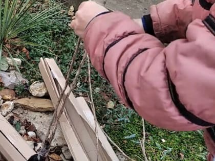 Как выбрать саженцы для осенней посадки