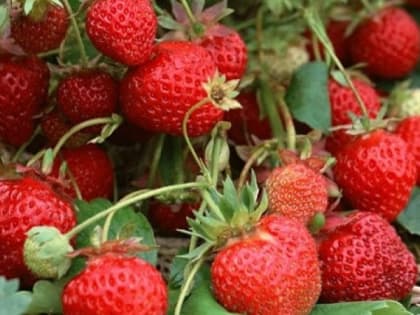 Подготовка клубники к зиме: секреты успешного урожая