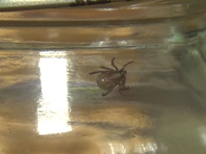 Во Владимирской области за неделю от клещей пострадало 99 жителей региона