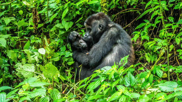 Bukavu eSIM illustration
