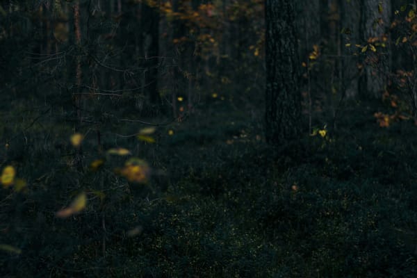 The Black Forest eSIM illustration